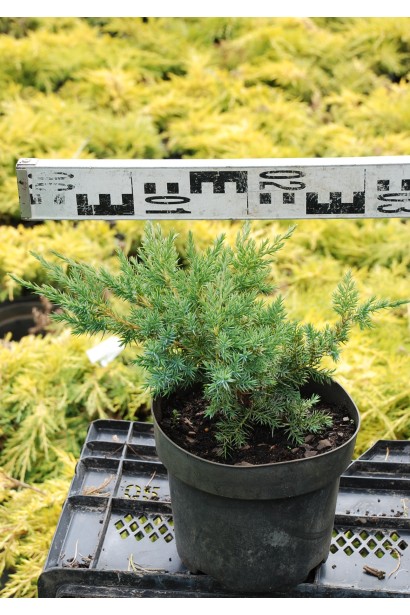 Ялівець лускатий Блю Свід / Ханнеторп - Ø30см