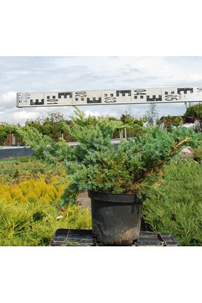 Ялівець лускатий Блю Свід / Ханнеторп - Ø60см