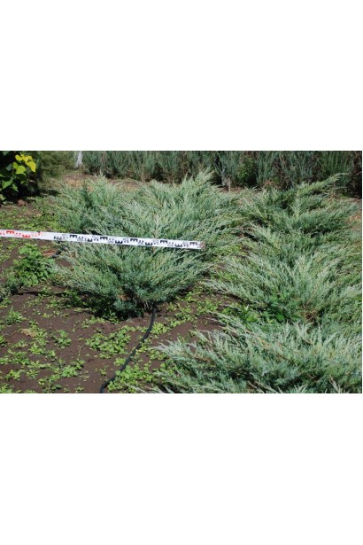 Ялівець вірджинський Хетц 