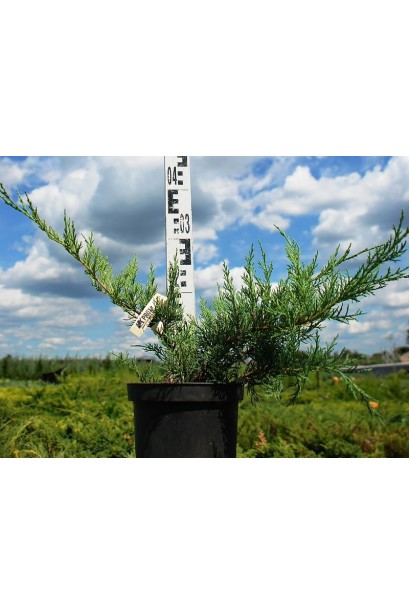 Ялівець віргінський Хетц контейнер 3 л висота 30-40 см