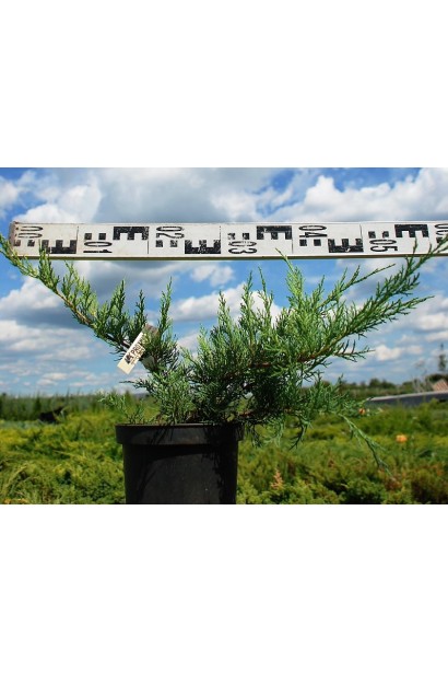 Ялівець віргінський Хетц контейнер 3 л діаметр 50-60 см