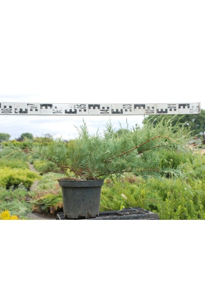 Ялівець віргінський Хетц діаметр 70-80 см