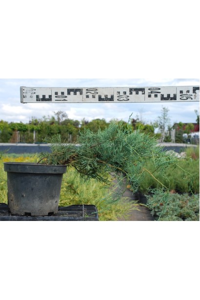 Саджанець Ялівецю Hetz в садовому центрі