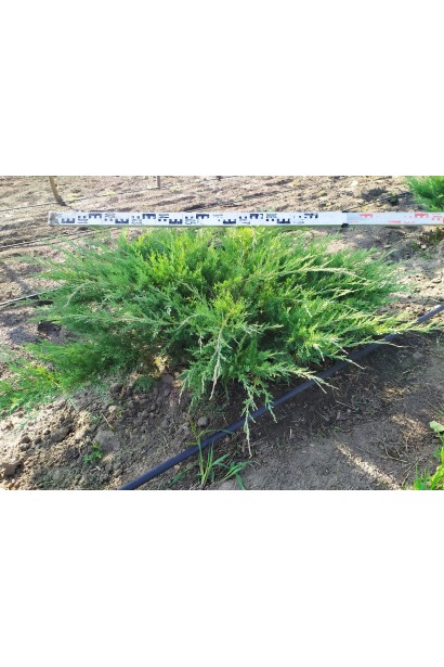 Ялівець Hetz горщик С3 висота 20-30 см