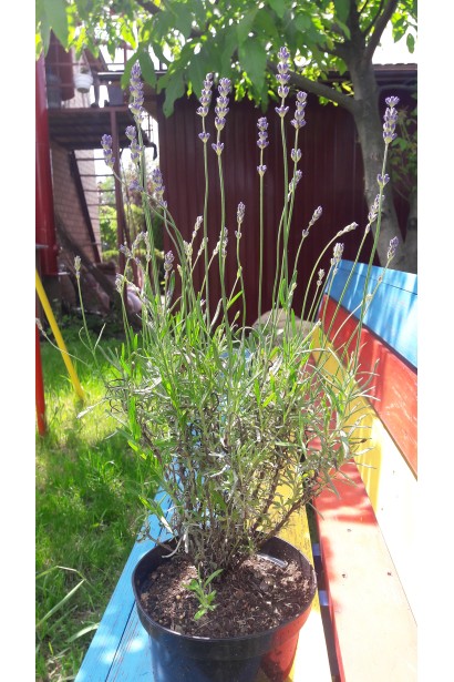 Лаванда лікарська Хідкот в контейнері