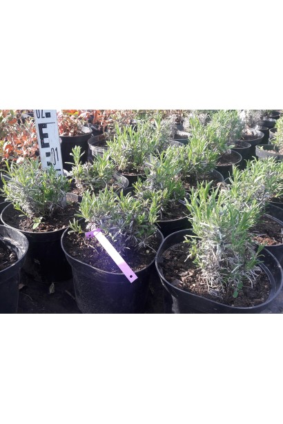 Лаванда вузьколиста Хідкот саджанці в садовому центрі