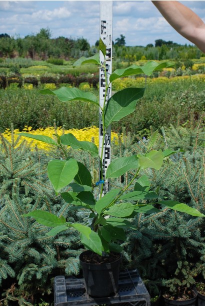 Саженец Магнолии Хевен Сцент в контейнере 5 л