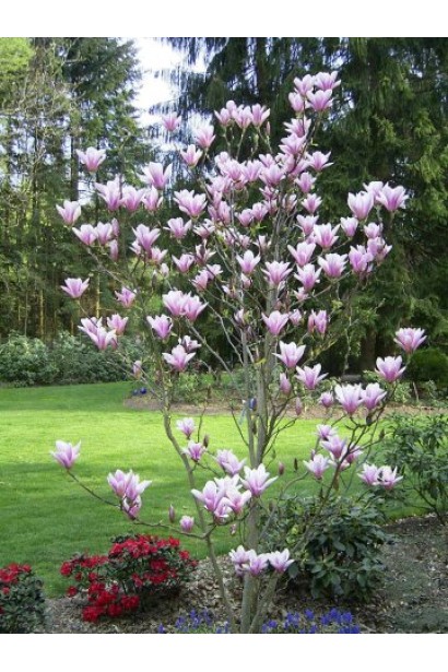 Магнолия гибридная Хевен Сцент прямостоячее дерево