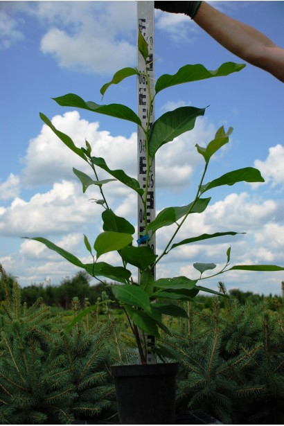 Магнолия гибридная Хевен Сцент контейнер 5л