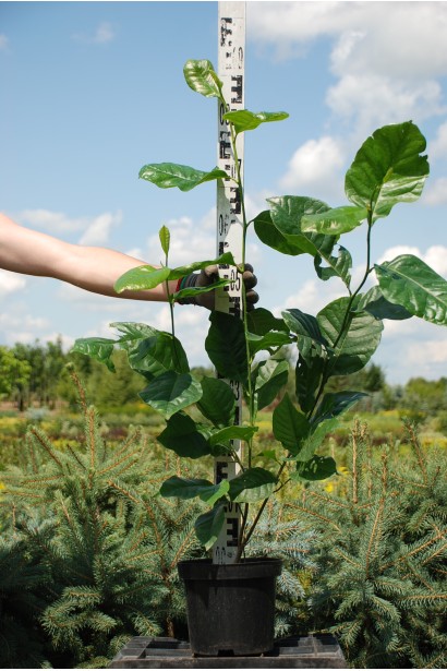 Магнолія пурпурна Нігра саджанець 70-90 см