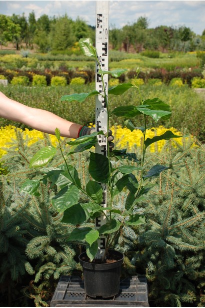 Магнолія лілійна Nigra саджанець С3 70-90 см