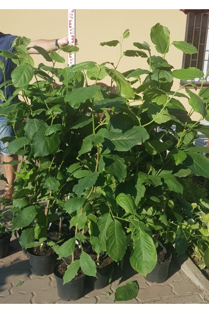 Саджанці магнолії Рустика Рубра в садовому центрі