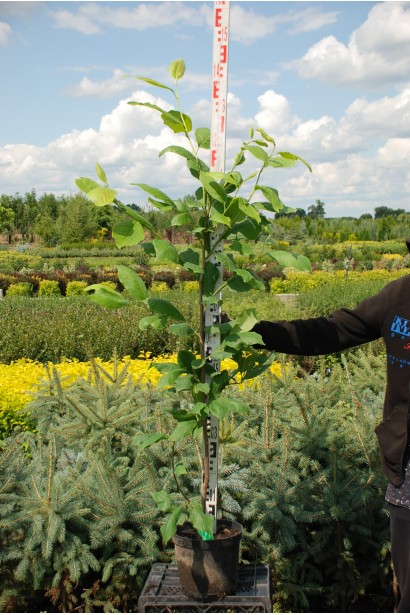 Магнолія Рустіка Рубра 110-130 см
