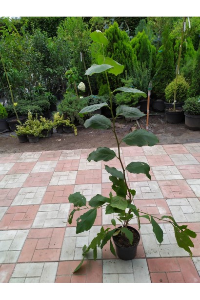 Магнолія Суланжа Рустіка Рубра в контейнері