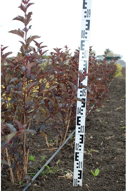 Пухироплідник калинолистий Діаболо ® | Пузыреплодник калинолистный Диаболо ® | Physocarpus opulifolius Diabоlo ®