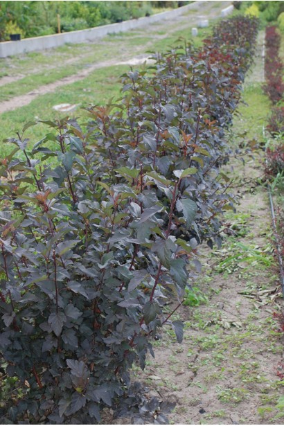 Декоративний кущ Діаболо ідеально підходить для створення живоплоту.