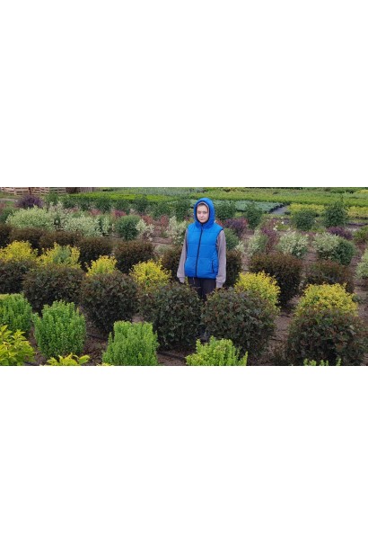 Пухироплідник калинолистий Діаболо ® | Пузыреплодник калинолистный Диаболо ® | Physocarpus opulifolius Diabоlo ®