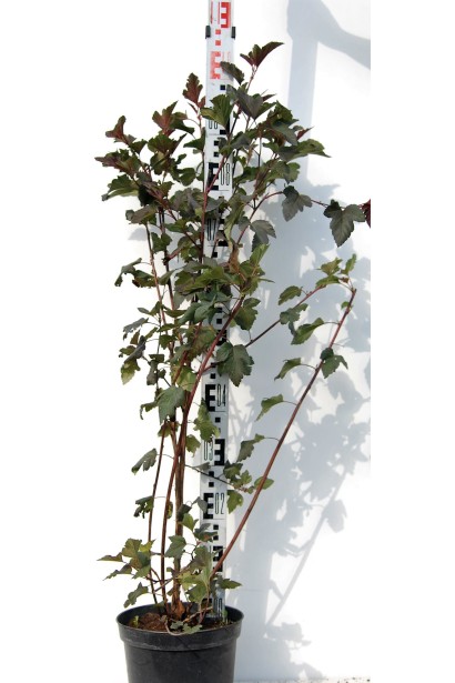 Пухироплідник калинолистий Діаболо ®