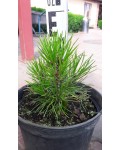 Сосна белокорая | Сосна білокора | Pinus leucodermis