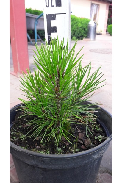 Саджанець в контейнері сосни білокорої