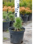 Сосна білокора | Сосна белокорая | Pinus leucodermis