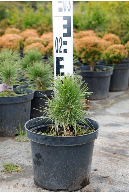 Саджанець в контейнері сосни білокорої