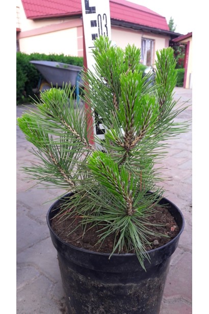 Саджанець сосни білокора в контейнері