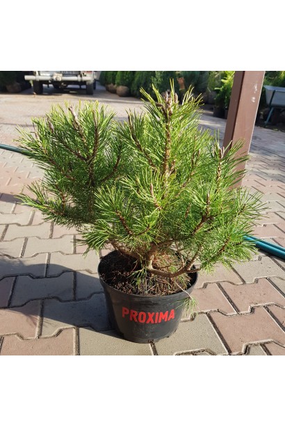 Сосна гірська Мугус в садовому центрі