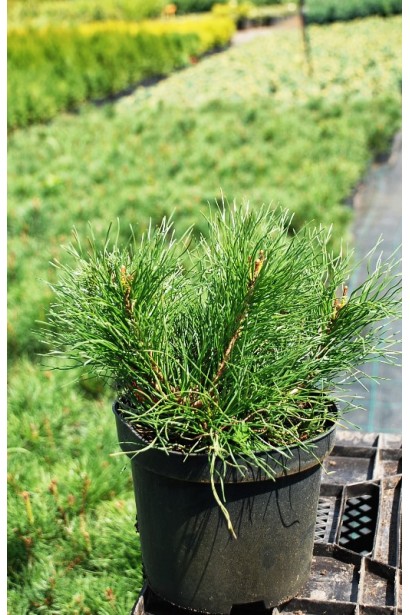 Сосна гірська Мугус