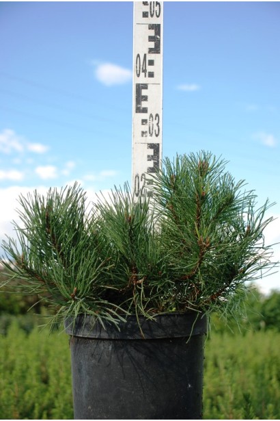 Pinus mugo Mughus