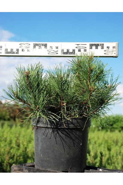 Мугус – стійка до вітрів і морозів сосна.