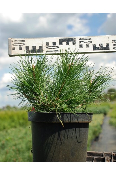 Сосна гірська Мугус - 3-5л/вис.20см/Ø25-30см