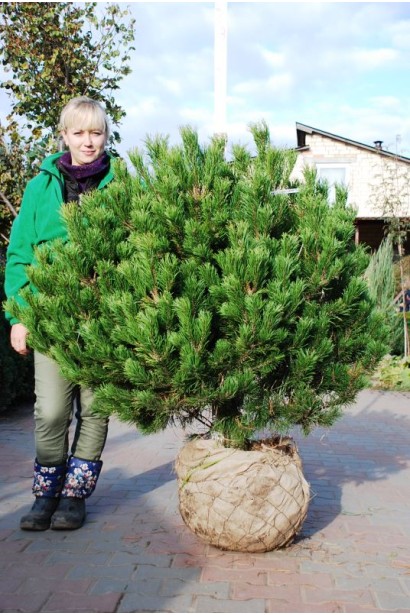 Сосна гірська Мугус з комом землі