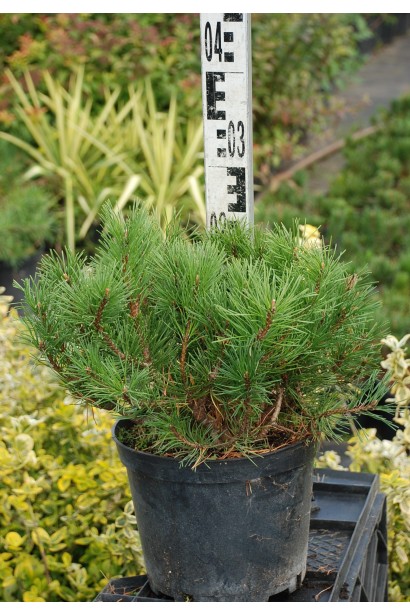 Мугус – карликова сосна для контейнерів.