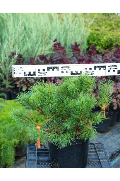 Сосна Мугус – декоративная и низкорослая.