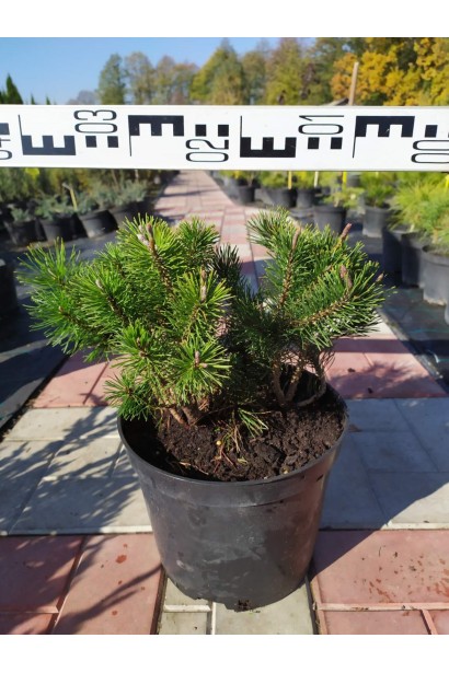 Сосна гірська Мугус - 5л/вис.30-35см/Ø35-40см