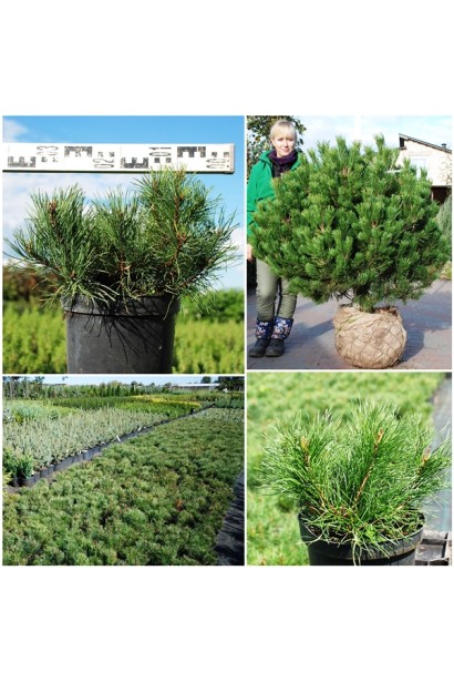 Мугус – компактна хвойна рослина.