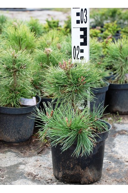 Сосна гірська піренейська