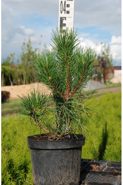 Сосна гірська піренейська