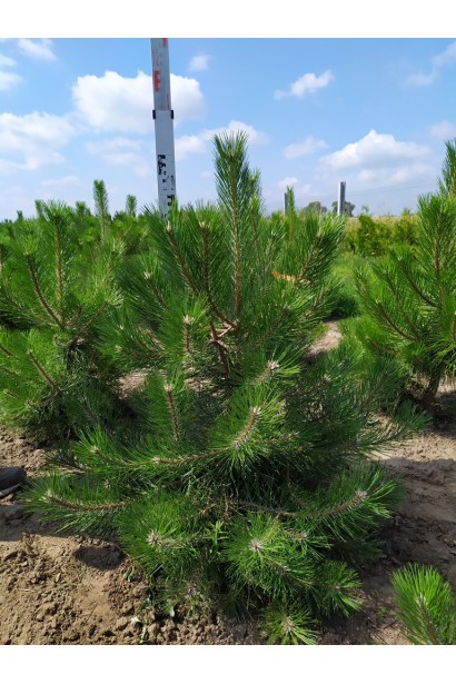 Саджанець сосни чорної в розсаднику