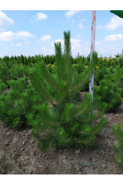 Сосна чорна — ефектне дерево для ландшафту.