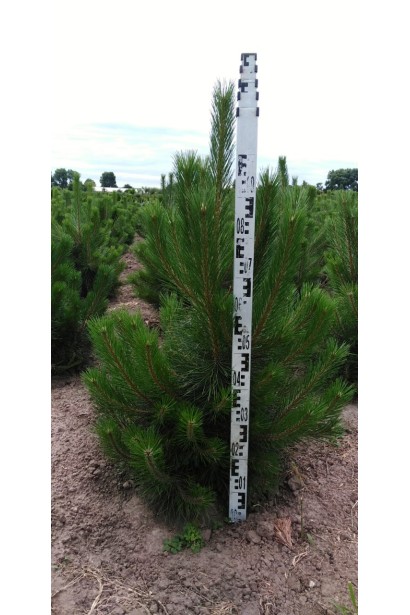 Сосна чорна / австрійська