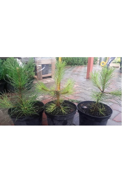 Сосна чорна / австрійська