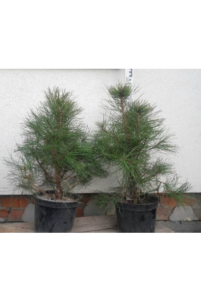 Сосна чорна / австрійська