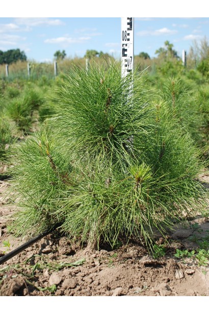 Pinus nigra / austriaca