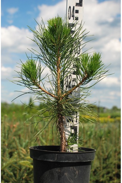 Саджанець сосни чорної для парку чи саду