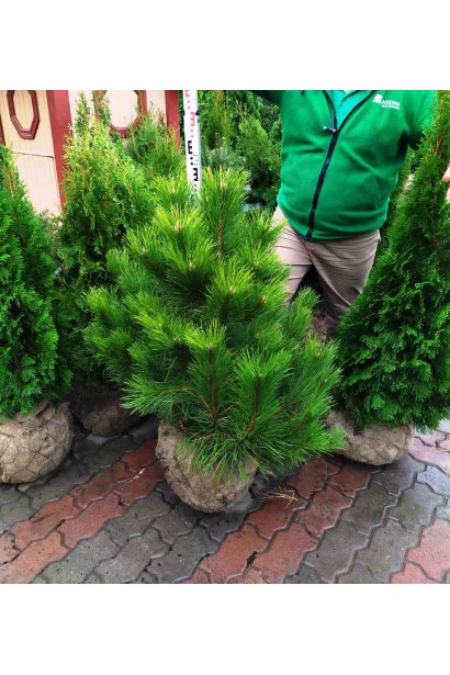 Сосна чорна / австрійська з комом землі