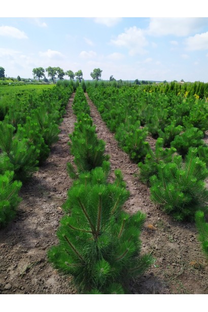 Сосна чорна / австрійська