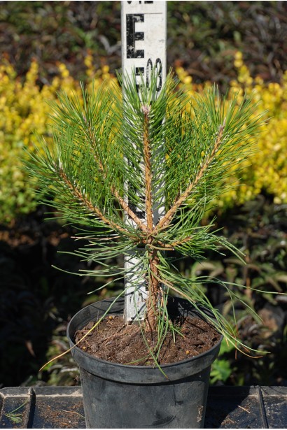 Сосна чорна / австрійська 3л/35см/Ø25см