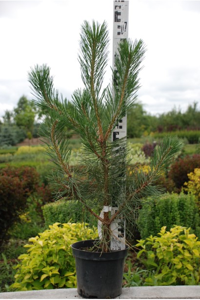 Саджанець сосни австрійської для саду.
